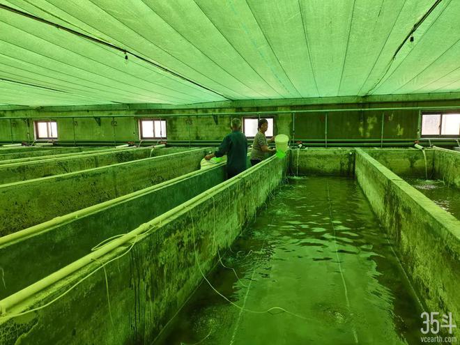 福居農(nóng)業(yè):年?duì)I收達(dá)2.8億元,爭(zhēng)做紅螯螯蝦育繁推一體化領(lǐng)軍企業(yè)