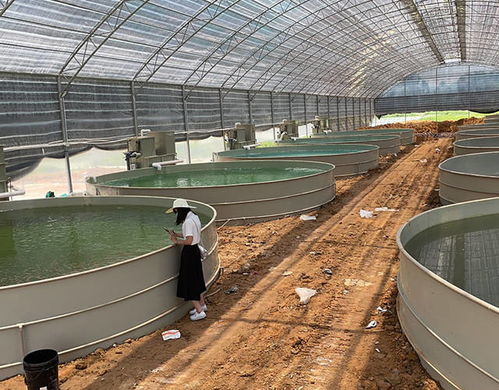 水產(chǎn)養(yǎng)殖工廠化循環(huán)水,山區(qū)流水養(yǎng)殖鱘魚(yú)技術(shù)如何