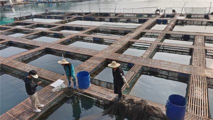 漁極鮮首家線下品牌店盛大開(kāi)業(yè),助力地方產(chǎn)業(yè)發(fā)展與鄉(xiāng)村振興