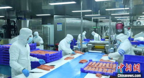 新疆產(chǎn)三文魚暢銷國(guó)內(nèi)外市場(chǎng)