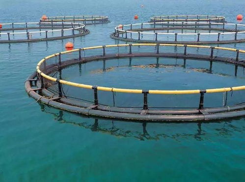 高考放榜 大廠大裁員,水產(chǎn)企業(yè)瘋狂搶人 年薪百萬不是夢(mèng) 填志愿別錯(cuò)過了水產(chǎn)專業(yè)