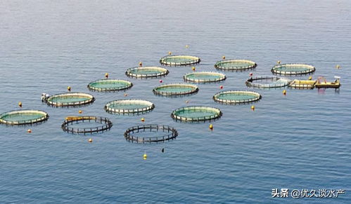 智慧水產養(yǎng)殖,開啟養(yǎng)殖模式新時代