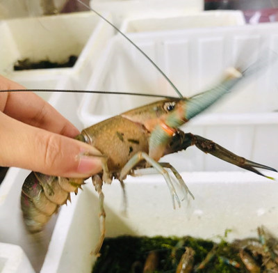 澳龍水產研發(fā)與品牌孵化中心在重慶揭牌