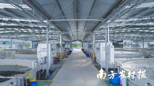 產量提升15倍 中集漁業(yè)一水產養(yǎng)殖案例獲評 美麗鄉(xiāng)村綠色發(fā)展先鋒行動 優(yōu)秀案例