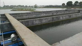 池塘養出會跑步的魚 新技術助農增收與環境共贏