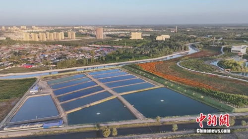 沙漠奇跡 新疆小城荒原變蝦塘，澳龍養殖與休閑觀光并進