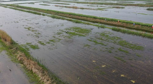 科技賦能，泗洪水產養殖迎發展新機遇